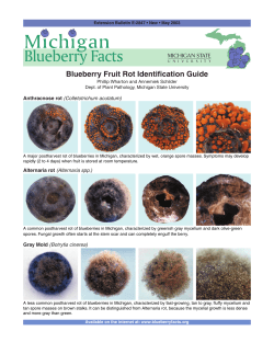 Blueberry Fruit Rot Identification Guide - MSU Extension