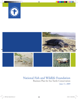 Sea Turtle - National Fish and Wildlife Foundation