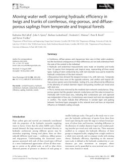 Moving water well: comparing hydraulic efficiency in twigs and