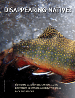 Disappearing Native: The Brook Trout