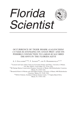 occurrence of tiger shark (galeocerdo cuvier)