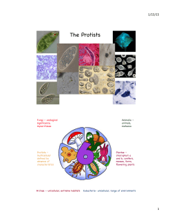 The Protists