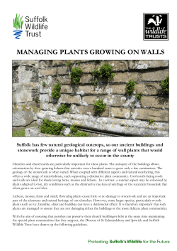 Lichens and plants in churchyards