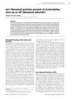 Are ribosomal proteins present at transcription sites on or off