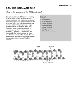 12A The DNA Molecule - District 196 e