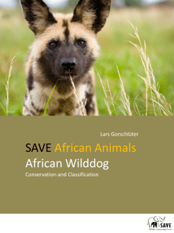 African Wilddog - SAVE Wildlife Conservation Fund