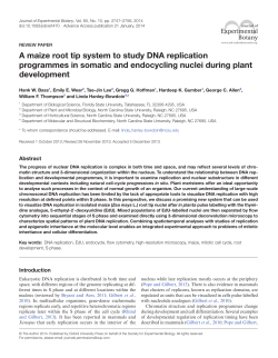 A maize root tip system to study DNA replication programmes in