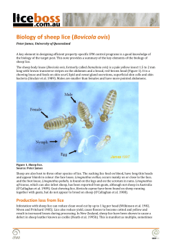 Biology of sheep lice (Bovicola ovis)
