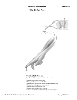 The Reflex Arc
