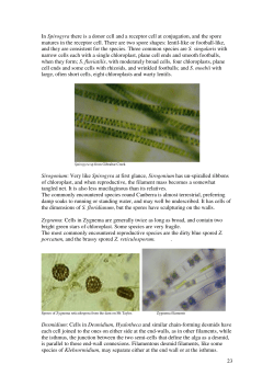 23 In Spirogyra there is a donor cell and a receptor cell at
