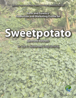 Farm and Forestry Production and Marketing Profile for Sweetpotato