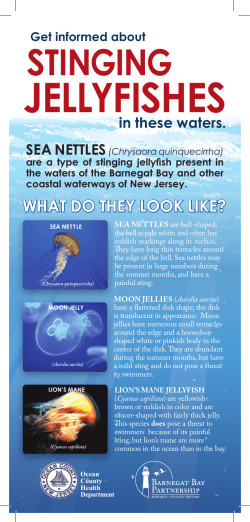 stinGinG jellyfishes - the Barnegat Bay Partnership