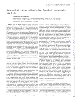 Surfactant lipid synthesis and lamellar body formation in - AJP-Lung