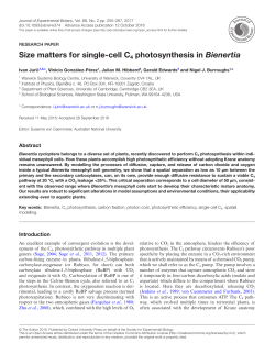 Size matters for single-cell C4 photosynthesis in Bienertia