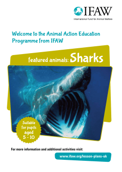 featured animals: Sharks