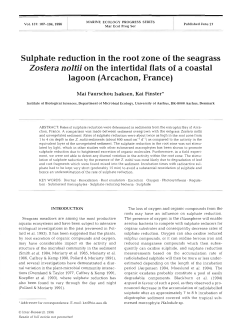 Sulphate reduction in the root zone of the seagrass Zostera noltii on