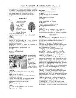 Acer xfreemanii - Freeman Maple (Aceraceae)