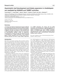 Asymmetric leaf development and blade expansion in Arabidopsis
