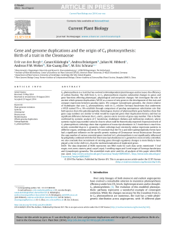 Gene and genome duplications and the origin of C4 photosynthesis