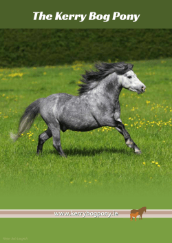 C5 - Kerry Bog Pony Co