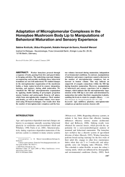 Adaptation of microglomerular complexes in the honeybee
