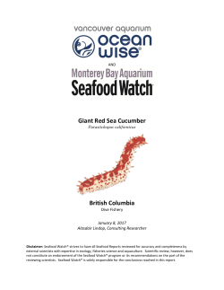 British Columbia Giant Red Sea Cucumber Seafood Watch Report