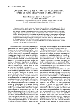 COMMON RAVENS ARE ATTRACTED BY APPEASEMENT CALLS