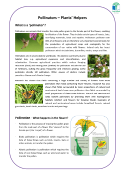 Pollinators &ndash; Plants` Helpers