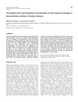 Myotome growth and morphogenesis - Development