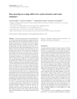 Does growing on a slope affect tree xylem structure and water