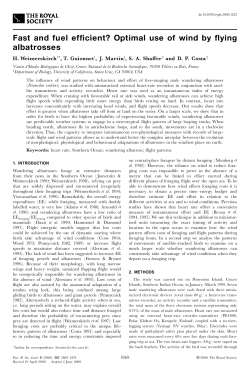 Fast and fuel efficient? Optimal use of wind by flying albatrosses