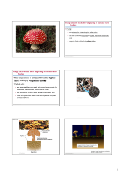 Fungi absorb food after digesting it outside their bodies Fungi
