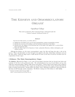 The Kidneys and Osmoregulatory Organs