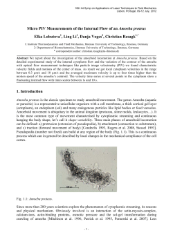 Micro PIV Measurements of the Internal Flow of an Amoeba proteus