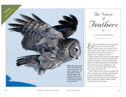 The Nature of Feathers