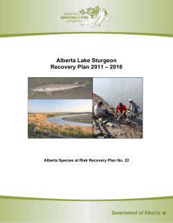 Alberta Lake Sturgeon Recovery Plan 2011-2016