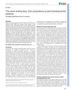 The never-ending story: from pluripotency to plant developmental