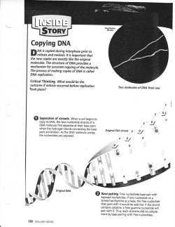 Copying DNA Handout