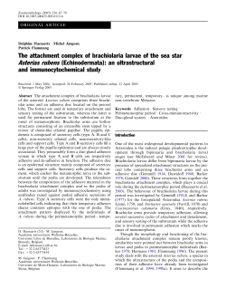 The attachment complex of brachiolaria larvae of the sea