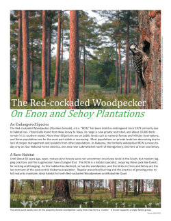 Learn more about The Red-cockaded Woodpecker On Enon and