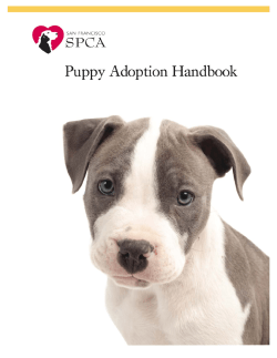 puppy adoption handbook: table of contents