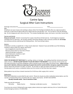 Canine Spay Surgical After Care Instructions