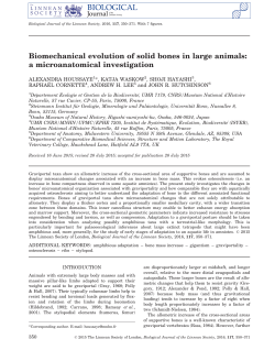 Biomechanical evolution of solid bones in large animals: a