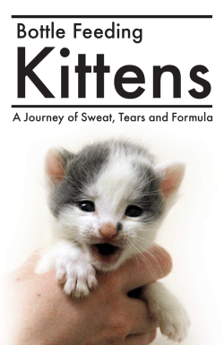 Bottle Feeding Kittens