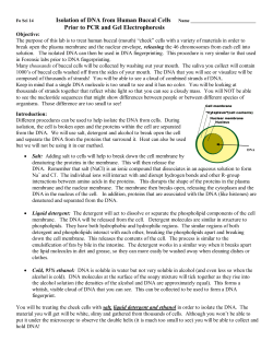 Biology Isolation of DNA from Wheat Germ Cells Name