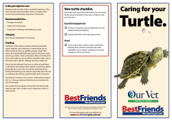 Caring for your turtle