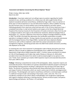 Assessment and Opinion Concerning the African Elephant &ldquo;Nosey