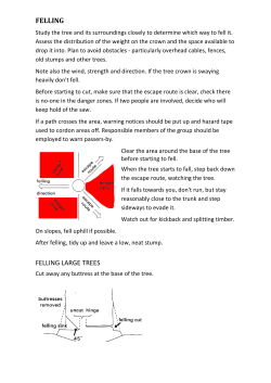 FELLING FELLING LARGE TREES