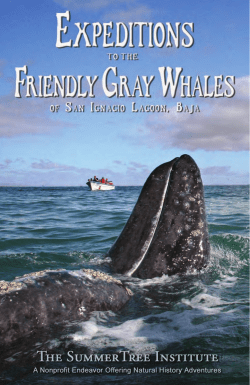 Click here for details - The SummerTree Institute