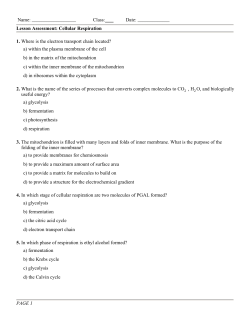 Lesson Assessment: Cellular Respiration